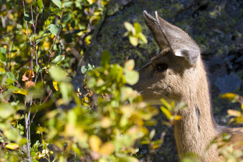 Mule Deer